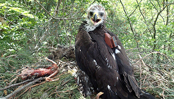 Un jeune aigle royal tué par plombs : la LPO porte plainte